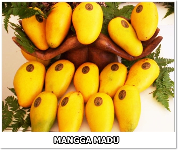Mangga Madu-1-01