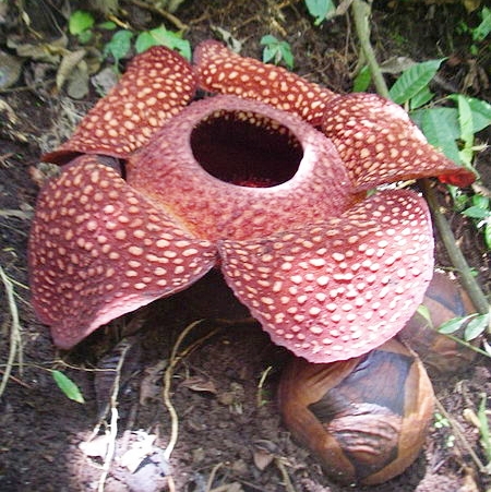 Rafflesia arnoldii bunga terbesar di dunia, diameternya mencapai 1,3 meter.